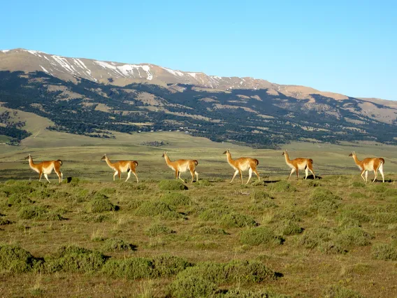 Guanacos, Torres-del-Paine, Chile